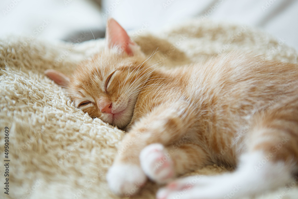 rudy kotek śpi - śpiący kociak - małe zwierzę domowe - obrazy, fototapety, plakaty 