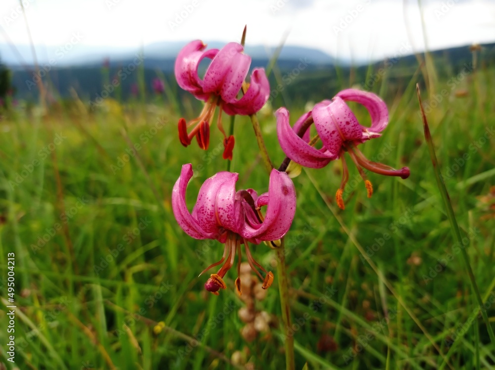 Obraz premium flowers in the field