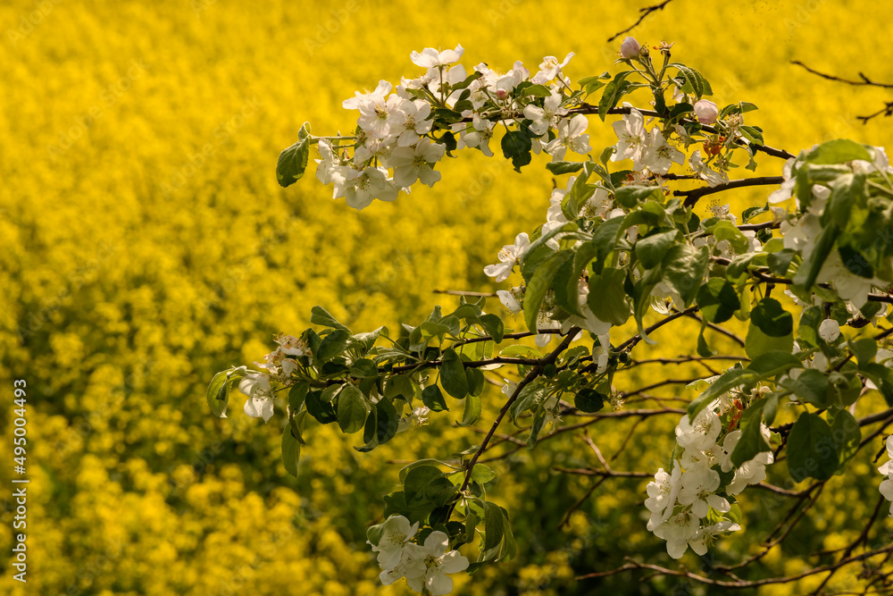 Branch of a blossoming apple tree against the background of bright yellow rape fields Branch of a blossoming apple tree against the background of bright yellow rape fields