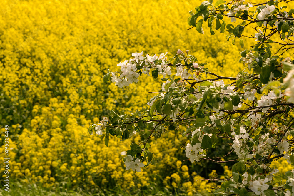 Branch of a blossoming apple tree against the background of bright yellow rape fields