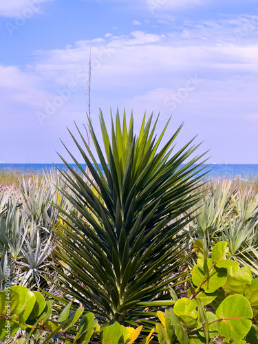 palm tree and blue sky