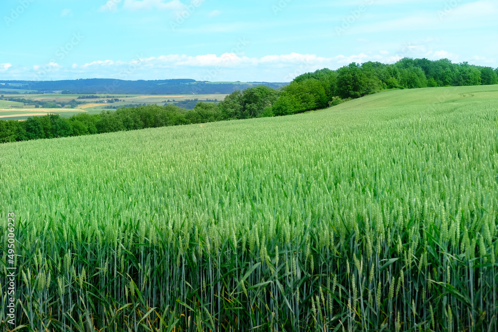 beautiful summer landscape, green fields of ripening wheat, rye, cereals, agricultural concept, growing crop, environmentally friendly plants, weeds, grain import, export abroad