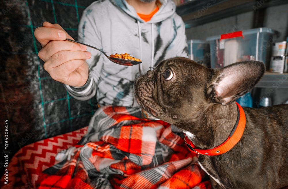 Person and french bulldog dog eating in underground shelter
