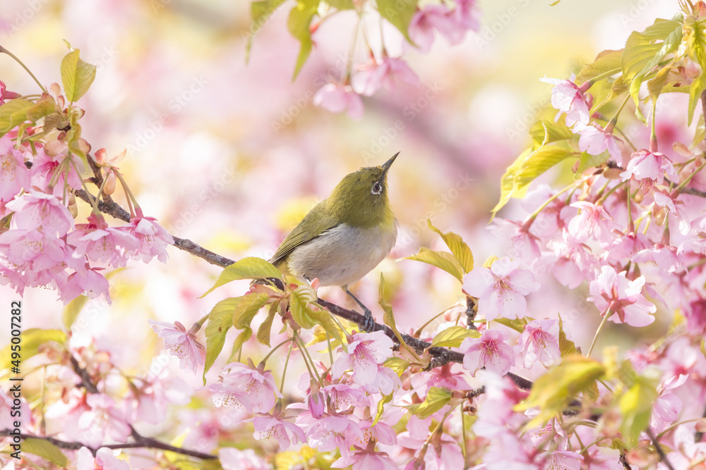 河津桜とメジロ