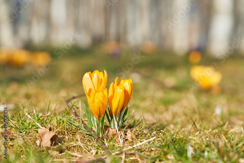 Krokusse, Krokusse um im Birkenwald, Frühjahr Blumen