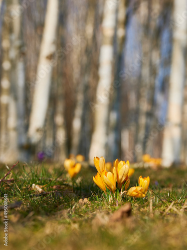 Krokusse, Krokusse um im Birkenwald, Frühjahr Blumen