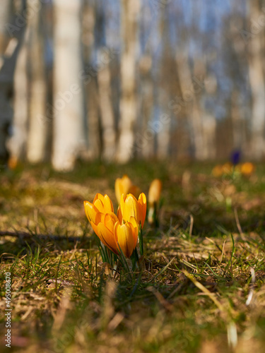 Krokusse, Krokusse um im Birkenwald, Frühjahr Blumen