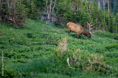 Large Elk Grazes Below Alpine Visitors Center