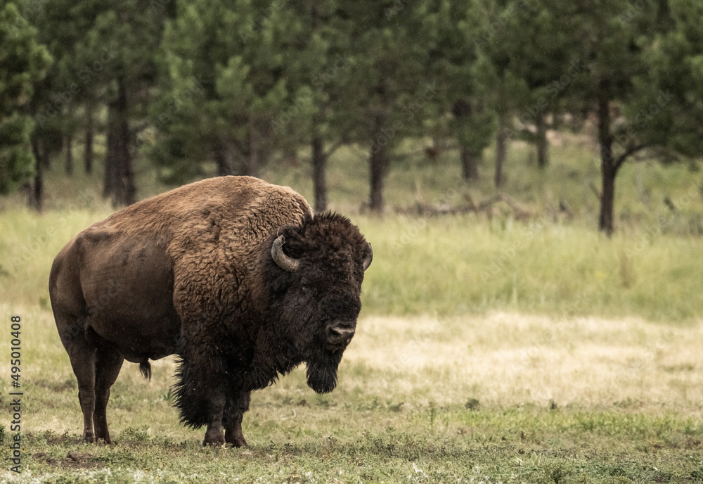 Lethargic Looking Male Bison Stands In Field Lethargic Looking Male Bison Stands In Field