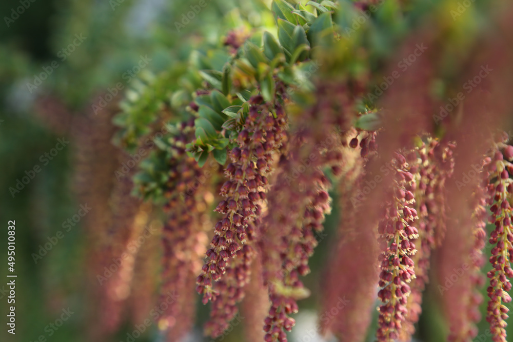 Close-up of a tropical red flowers of Coriaria ruscifolia ssp. microphylla