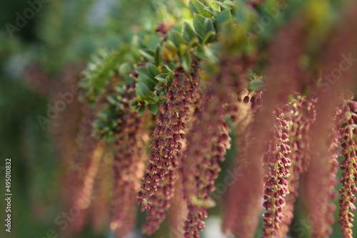 Close-up of a tropical red flowers of Coriaria ruscifolia ssp. microphylla photo