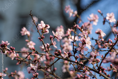 cherry blossom , Sakura, Prunus serrulata 'Kanzan' or 'Sekiyama' Natural light. High quality photo, in early spring March day in botanical garden Romania