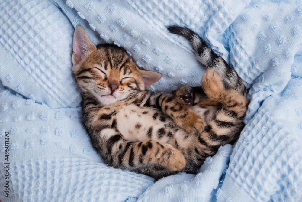 Fototapeta premium Lovely bengal kitten is sleeping on bed