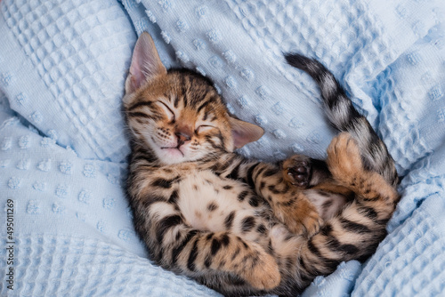 Lovely bengal kitten is sleeping on bed