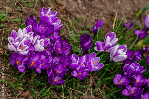 crocus- Spring growing flowers and nature that comes alive, Beautiful Purple,liliac yellow crem crocus outside in the forest or in the park. blooming in their natural environment