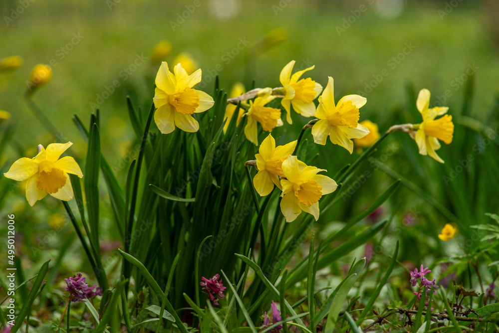 daffodil flower, Yellow Mini Daffodils begins flowering in garden. Happy Easter! Spring Nature background with Daffodil Flowers, Yellow Daffodils Flowers closeup on green background. Narcissus