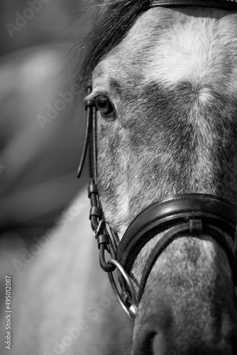 Black and White arabian horse
