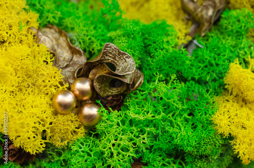 Moss background made of reindeer lichen Cladonia rangiferina. Spring green mossy texture decoration  © mina709