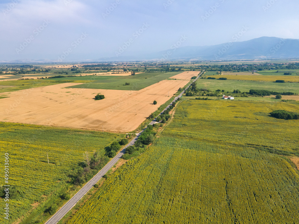 Aerial view of sunflower field near village of Boshulya, Bulgaria