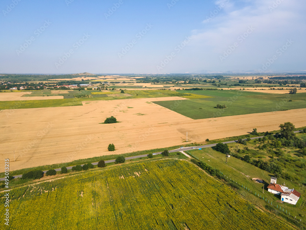 Obraz premium Aerial view of sunflower field near village of Boshulya, Bulgaria