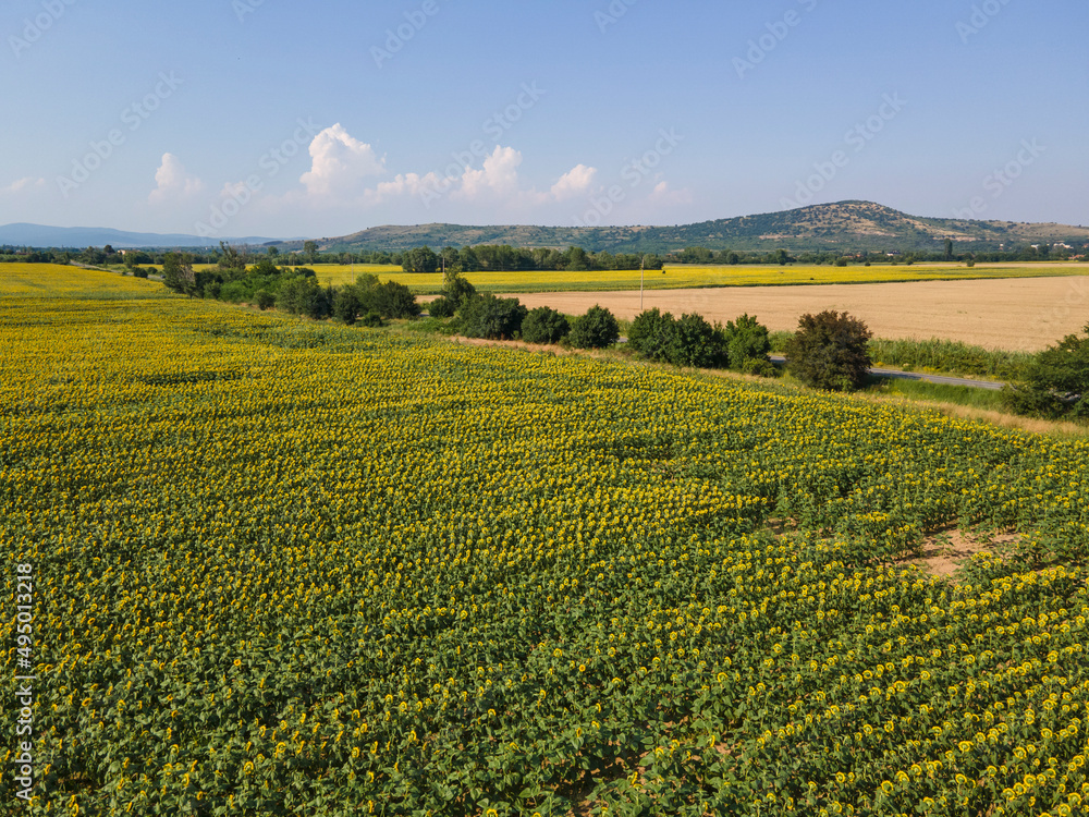 Aerial view of sunflower field near village of Boshulya, Bulgaria