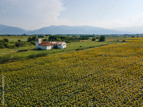 Aerial view of sunflower field near village of Boshulya, Bulgaria photo