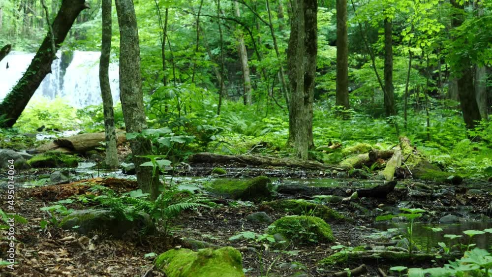 A fresh green mountain stream with abundant nature. A fresh green mountain stream with abundant nature.