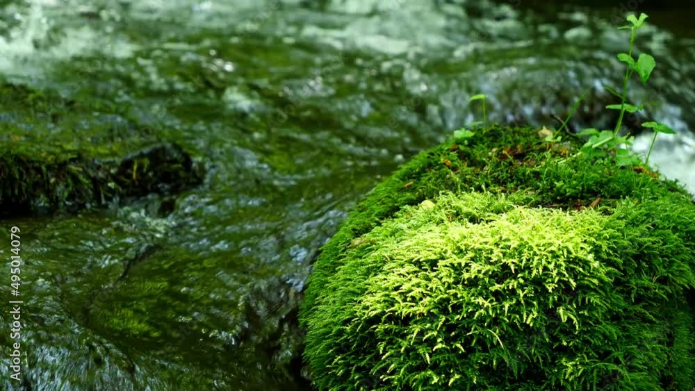 A fresh green mountain stream with abundant nature. A fresh green mountain stream with abundant nature.