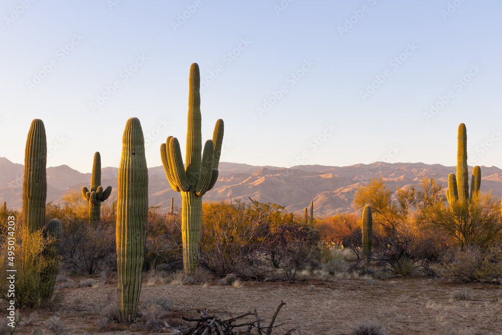 Saguaro cactus at sunset in Arizona - obrazy, fototapety, plakaty 