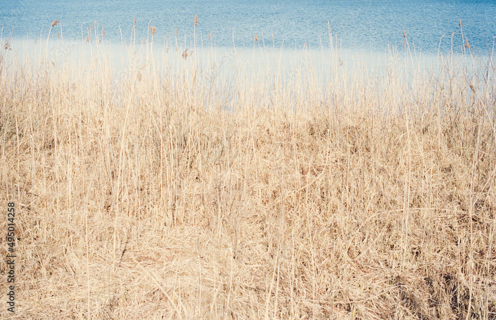 Fototapeta premium golden wheat field