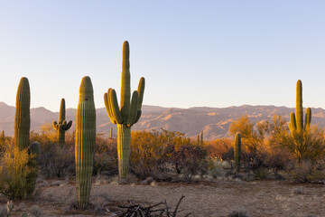 Fototapete Arizona Saguaro Kaktus im Wüstensonnenuntergang  © James