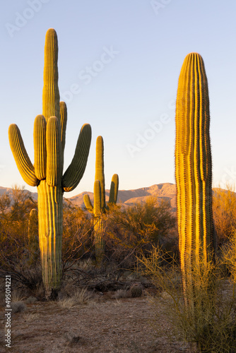 Saguaro cactus at sunset in Arizona