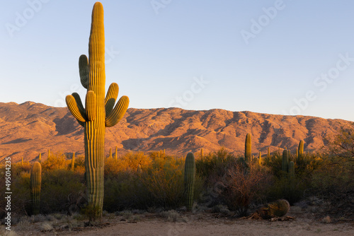 Saguaro cactus at sunset in Arizona