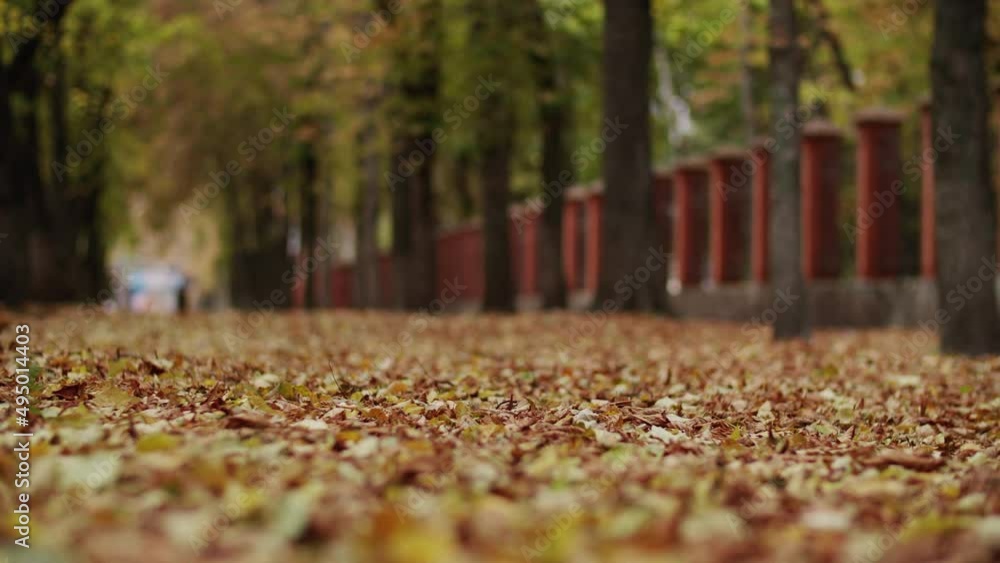 Gimbal shot of autumn leaves 4K