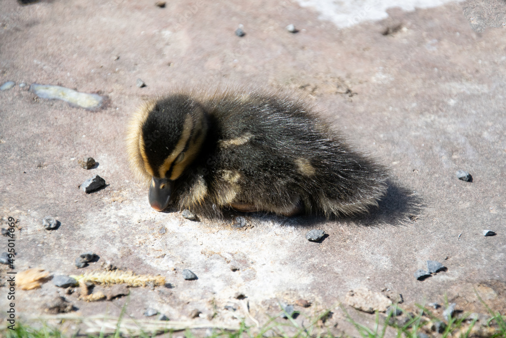 duckling on the ground duckling on the ground