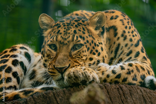 leopard in the tree