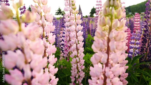 Colorful and colorful flowers in full bloom. 
