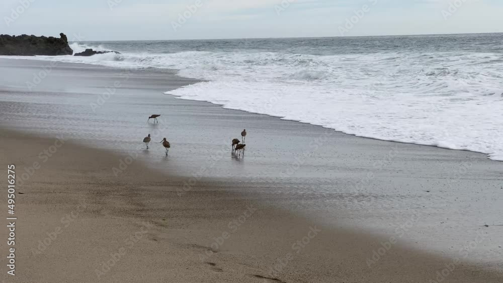 Sandpipers on the beach with crashing waves Sandpipers on the beach with crashing waves