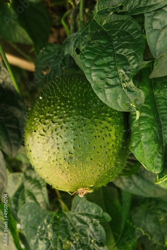 Cochinchin Gourd Gac, Momordica Cochinchinensis fruit on vine photo