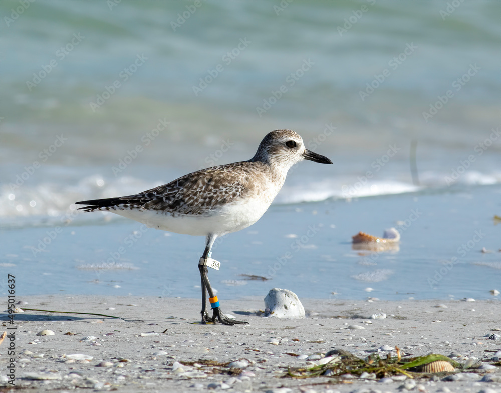 A banded black-bellied plover in its winter molt walks along the shoreline at low tide. A banded black-bellied plover in its winter molt walks along the shoreline at low tide.