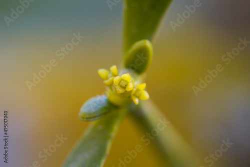 Viscum album / European mistletoe / common mistletoe - flowers in March / Weißbeerige Mistel - Blüten im März
