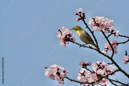 white eye on the cherry flower