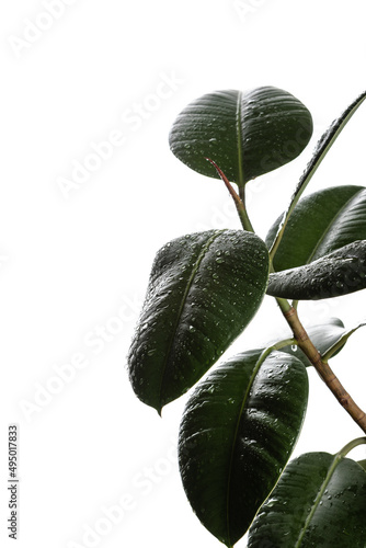 Drops on a home flower. Spray on ficus