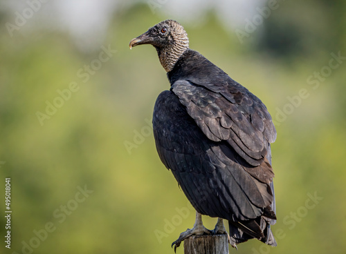 A black Vulture perched on a wooden fence post near fresh roadkill. 