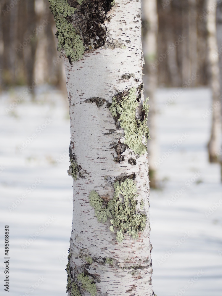 Fototapeta premium 白樺の幹と地衣類；冬の白樺