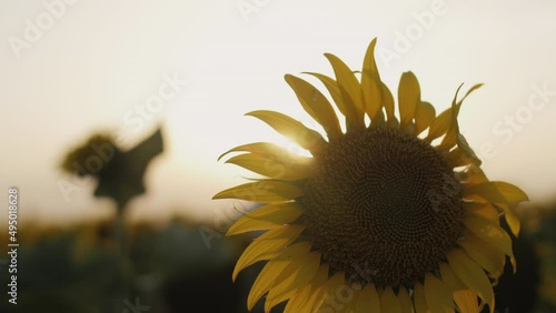 Sunflower in the field in beautiful light 4K