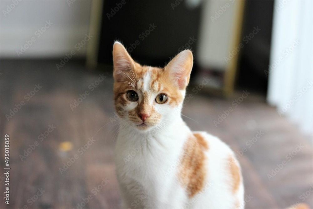 Orange White Domestic Short Hair Cat Kitten