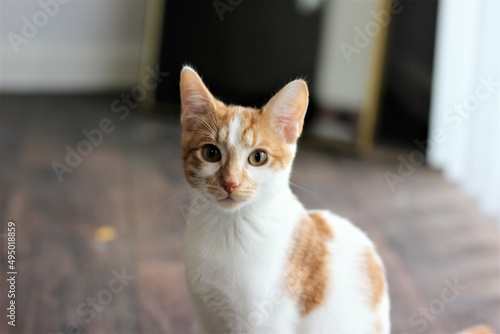 Orange White Domestic Short Hair Cat Kitten