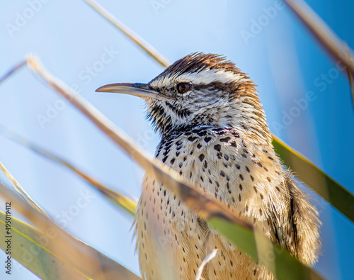 A close-up of a cactus wren 