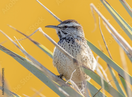 A cactus wren sitting on a desert plant in Tucson Arizona. 
